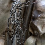 Pflanzen / 20171122_DSC02066.jpg