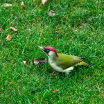 Tiere / 20191104_DSC02633.jpg
